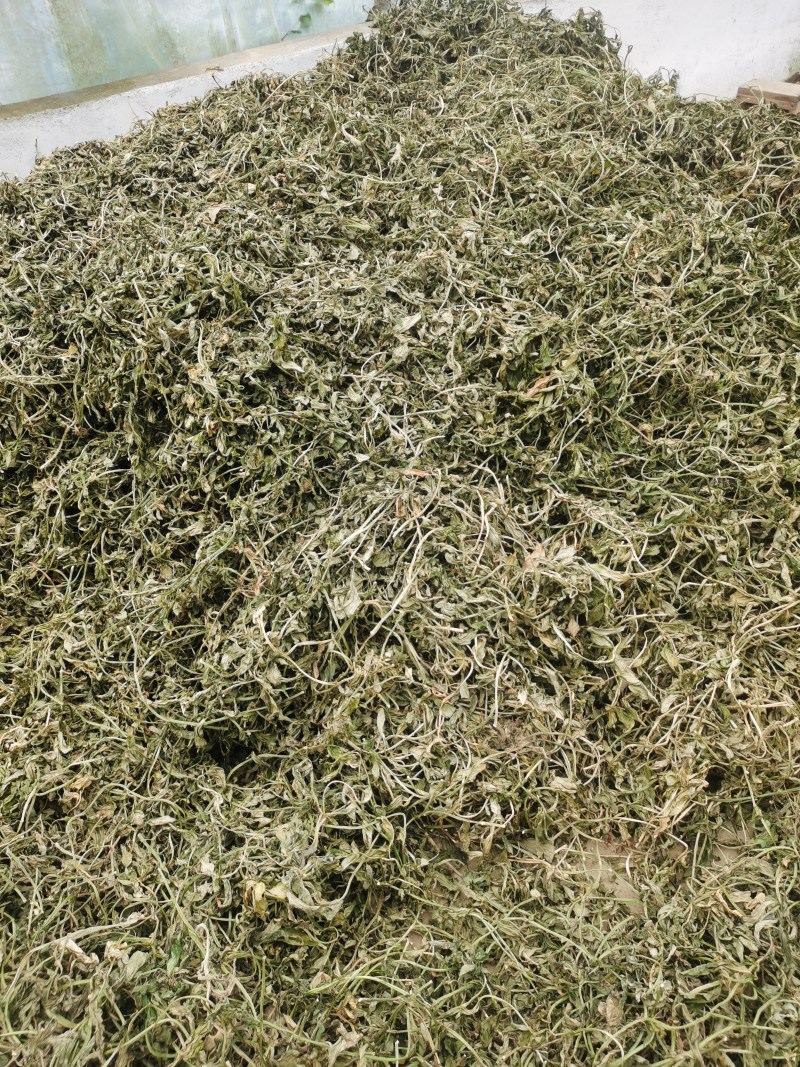 灵香草正宗云南灵香草欢迎各大老板前来选购