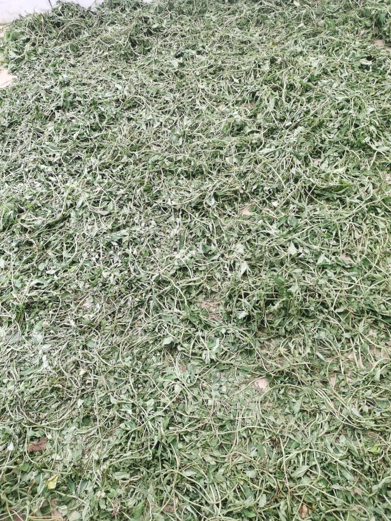 灵香草正宗云南灵香草欢迎各大老板前来选购