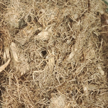 糯稻根，产地货源，一手货源，无硫，保质保量，批发各种中药