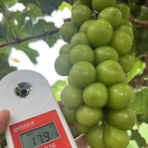 云南阳光玫瑰大量上市产地直发口感甜质量保证欢迎来电联系