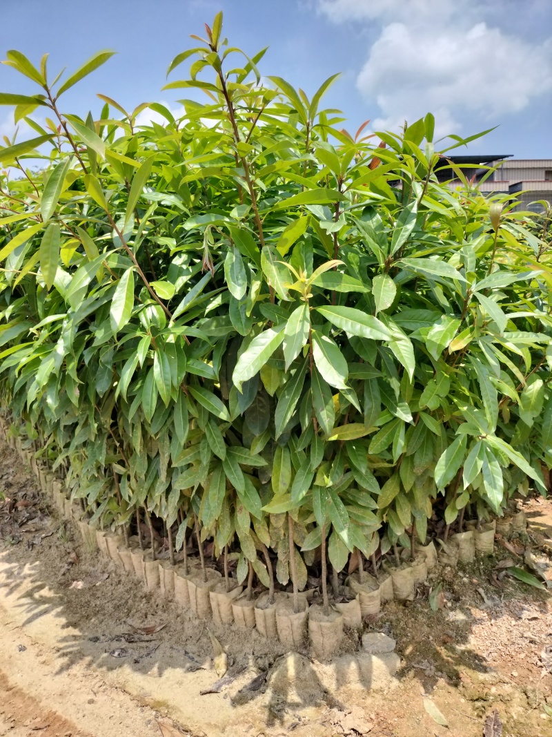 木荷苗