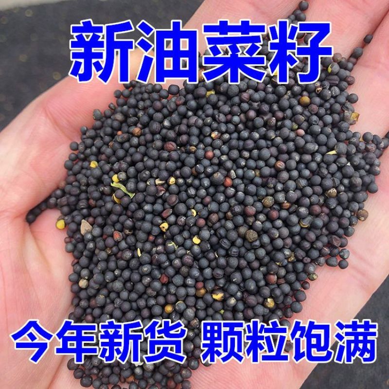 【牛商优选】精品油菜籽大量供应一手货源视频看货