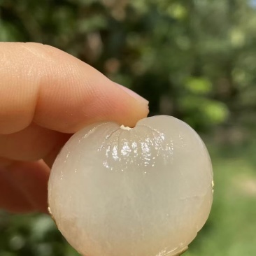 代办龙眼