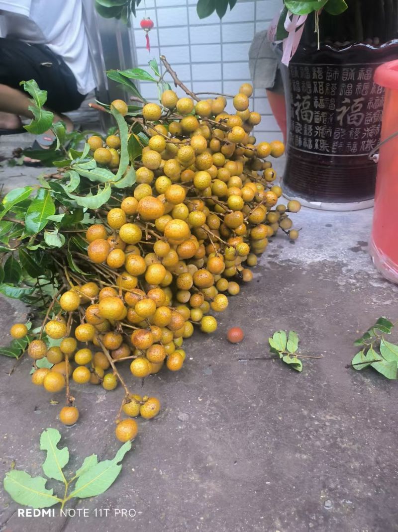 代办龙眼
