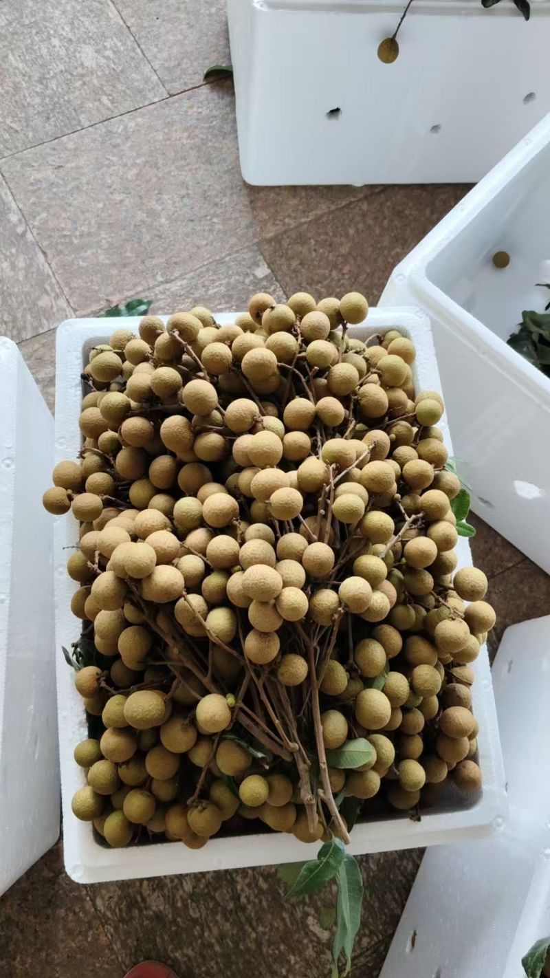 代办龙眼