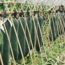 河南鹿邑，黑皮吊冬瓜七月份大量上市
