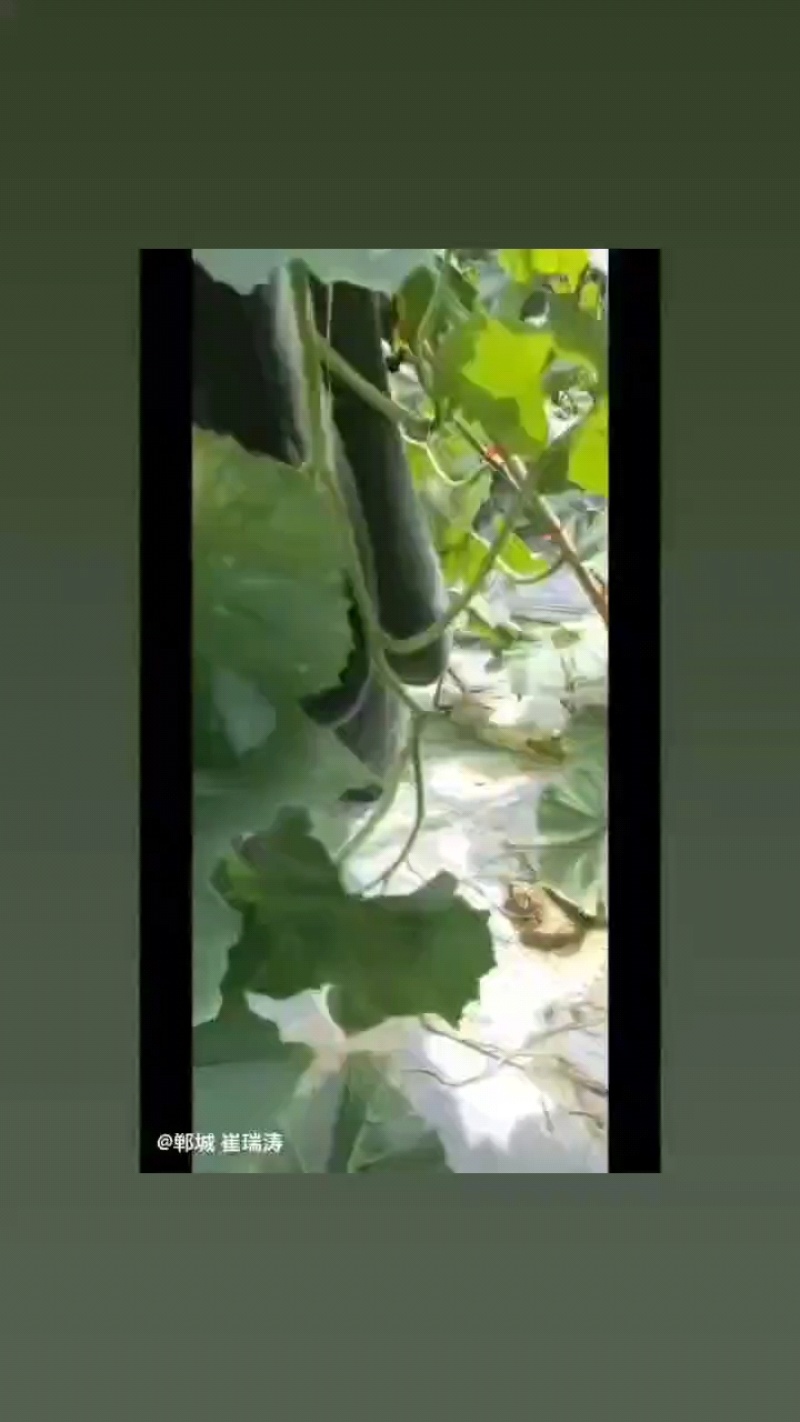 河南鹿邑，黑皮吊冬瓜七月份大量上市