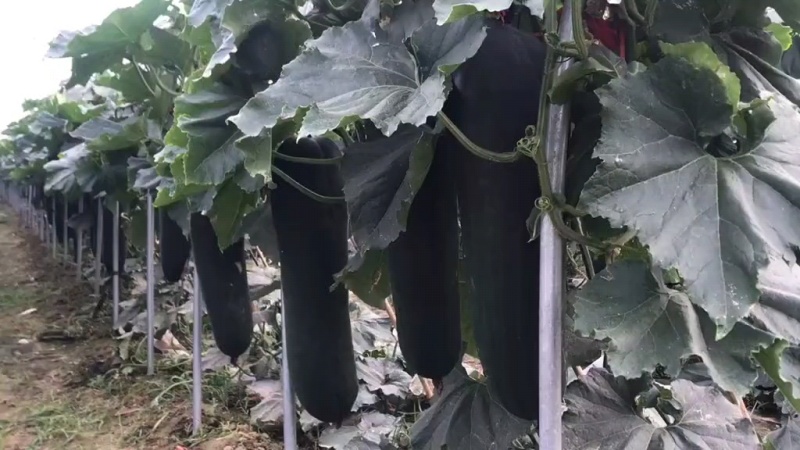 河南鹿邑，黑皮吊冬瓜七月份大量上市