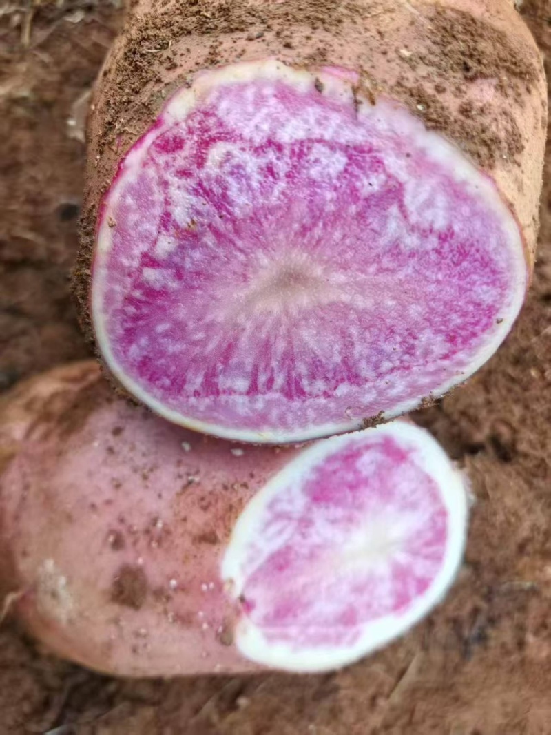 七彩原生态花心土豆