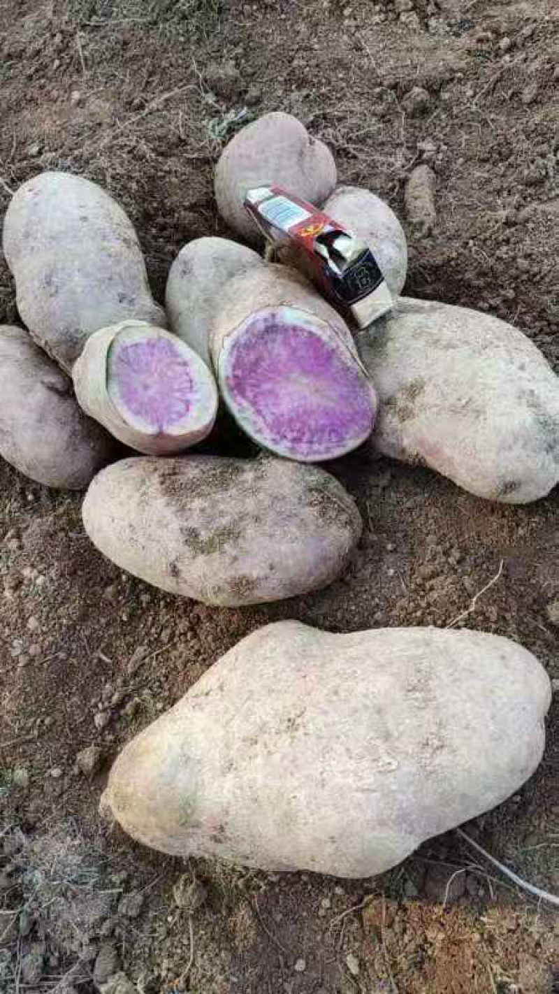 七彩原生态花心土豆