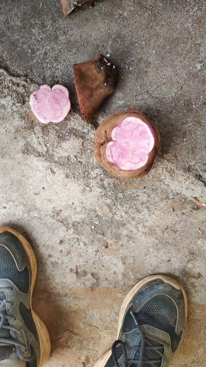 七彩原生态花心土豆