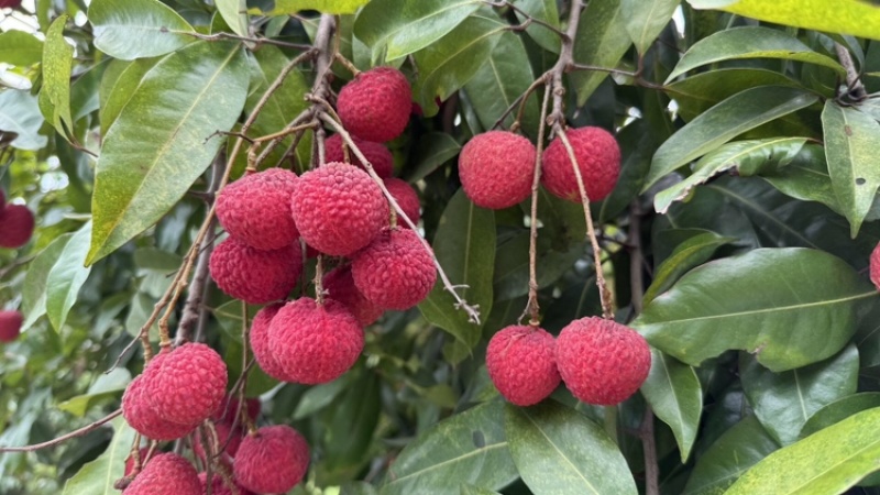 广西冰荔