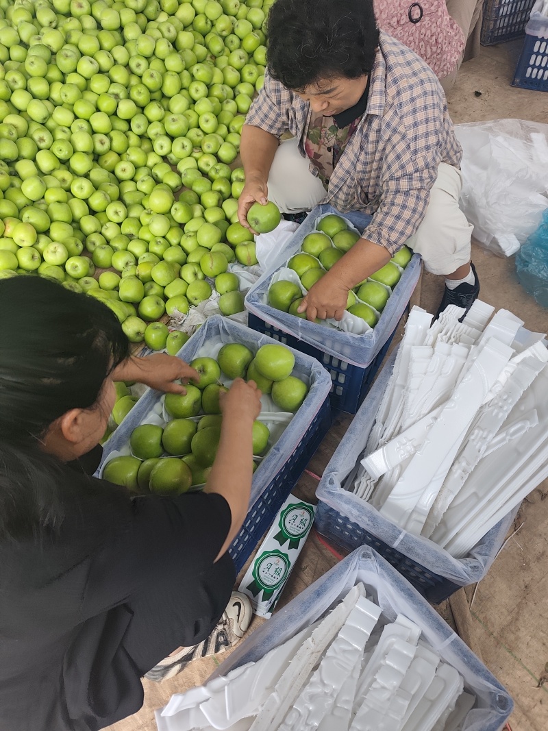 开封通许苹果大量上市质量杠杠的需要的老板联系