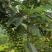 木姜子干货无硫未炼油7月上旬产新价格起批量电议留言必回