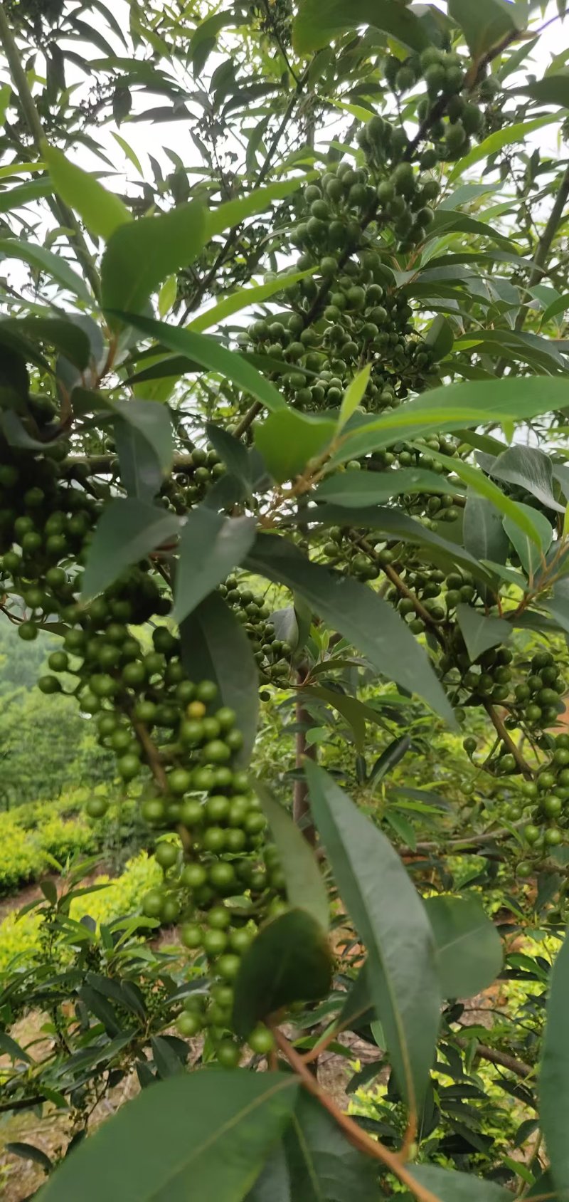 木姜子干货无硫未炼油7月上旬产新价格起批量电议留言必回