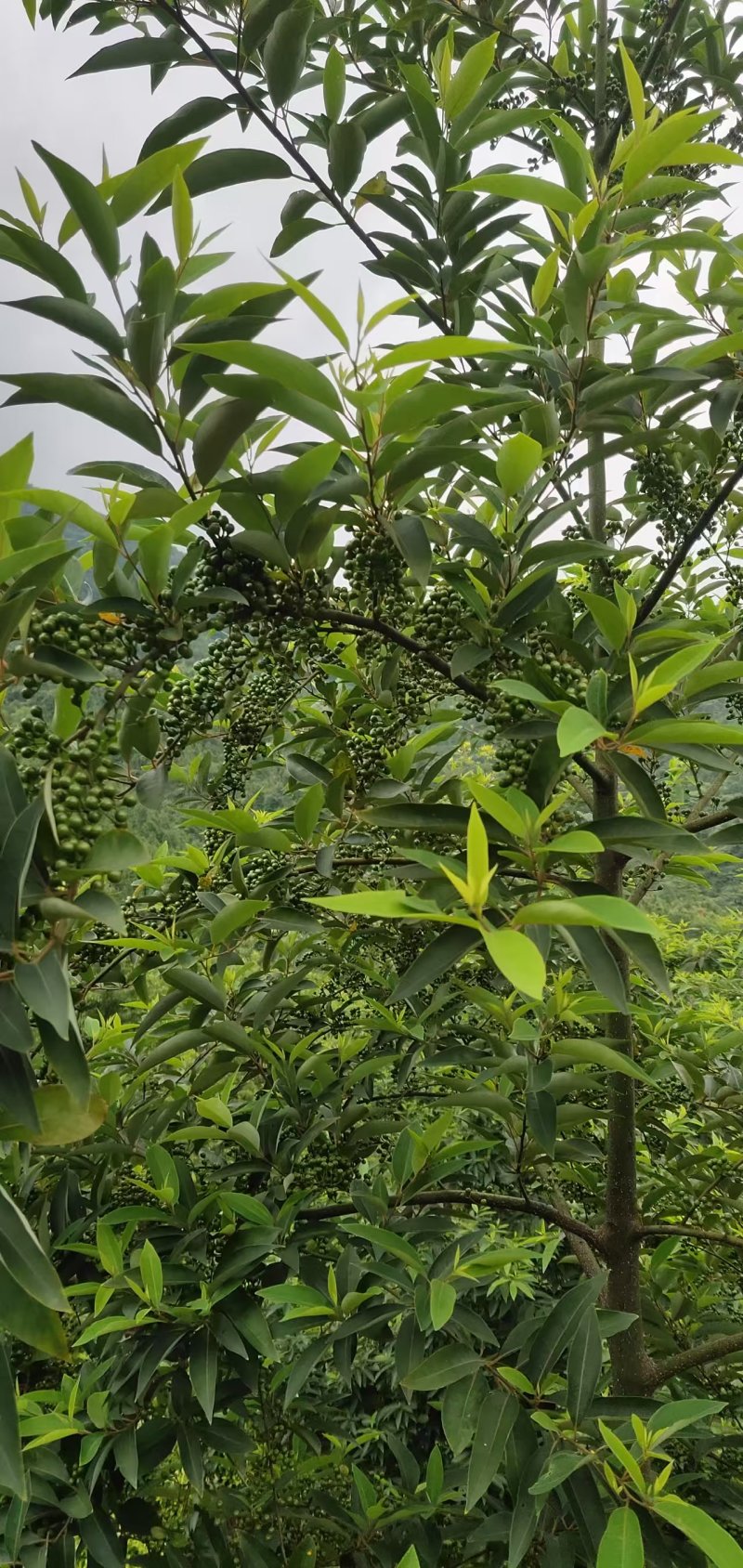 木姜子干货无硫未炼油7月上旬产新价格起批量电议留言必回