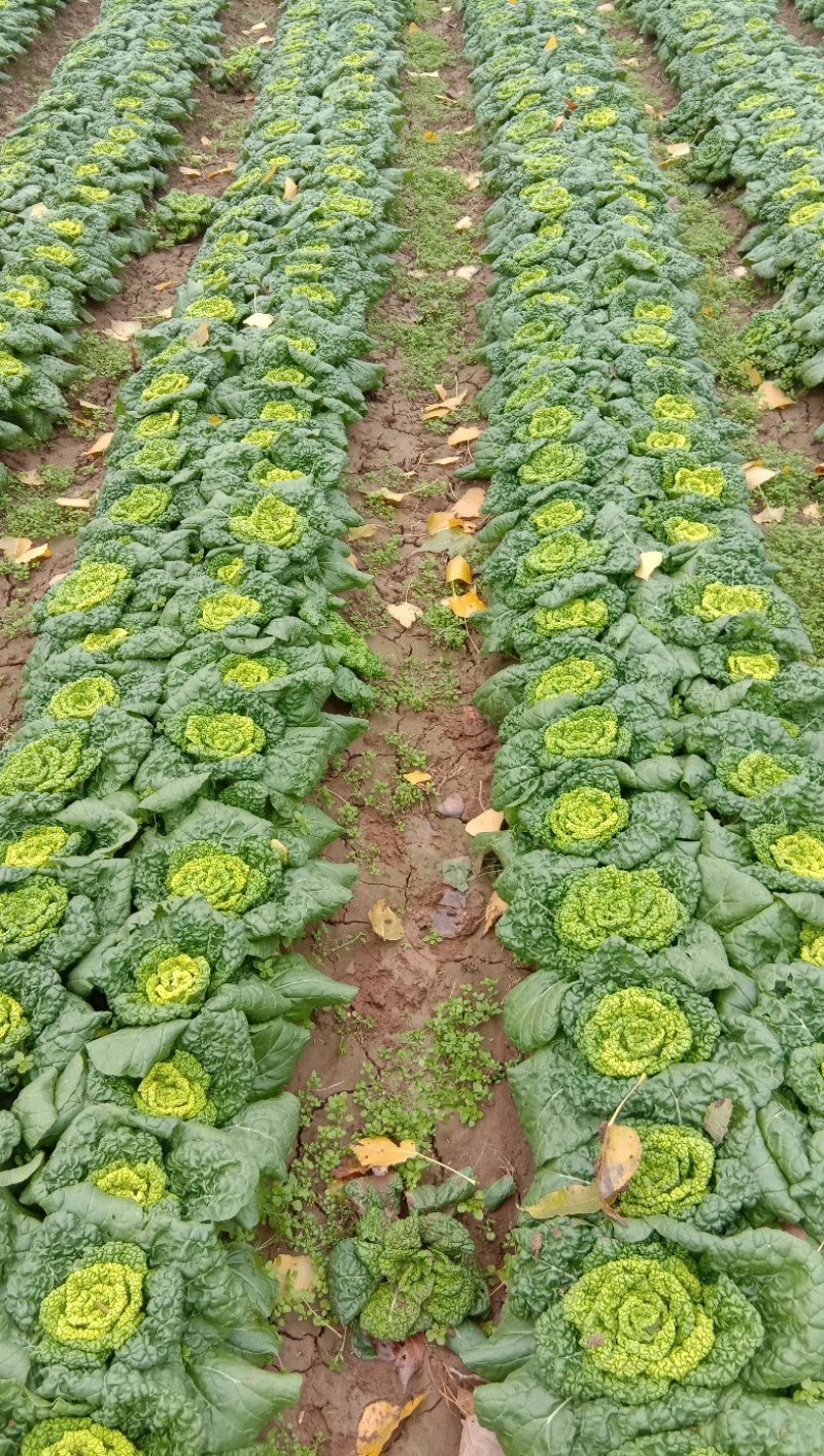 新品雪地金特矮型乌塌菜种子矮脚抗病耐寒黄心乌种籽阳台盆栽