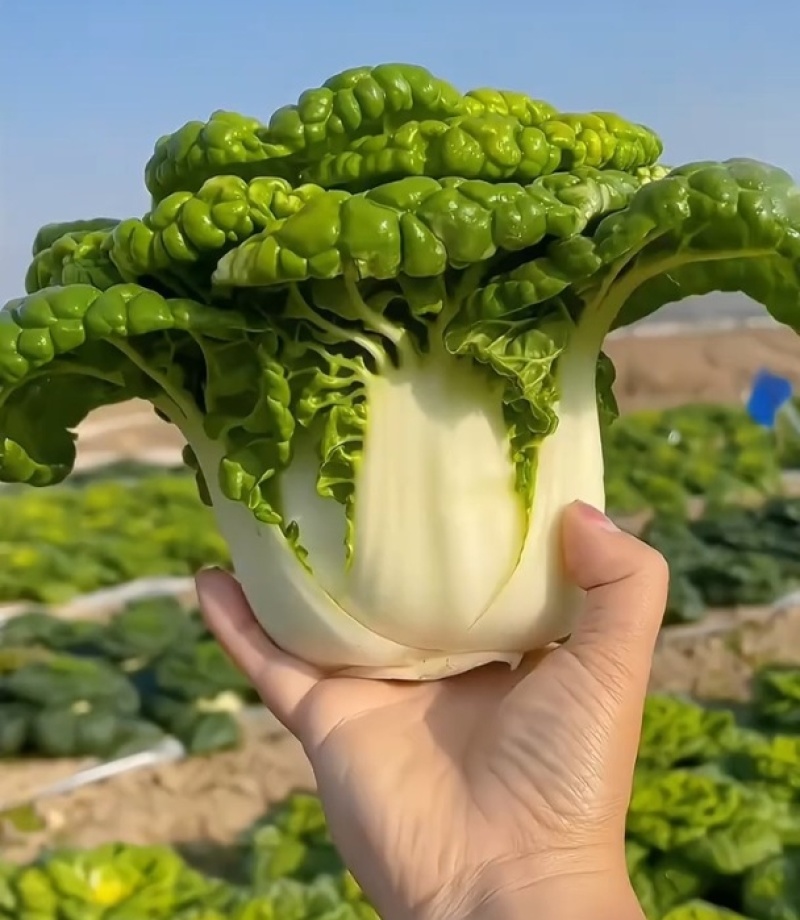 新品雪地金特矮型乌塌菜种子矮脚抗病耐寒黄心乌种籽阳台盆栽