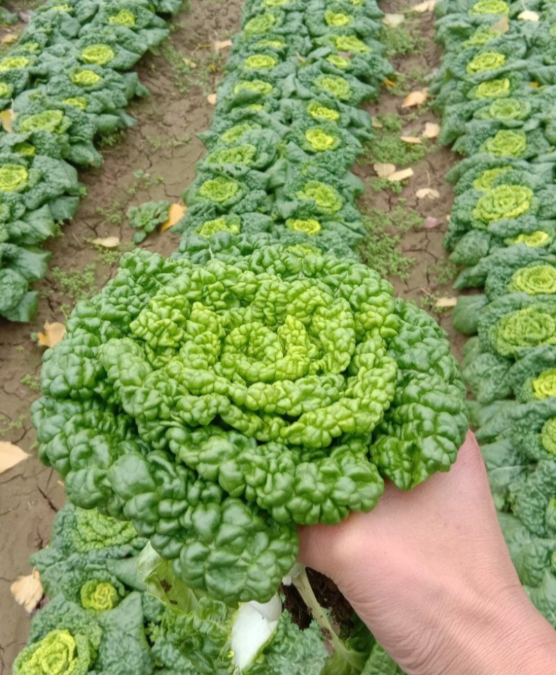 新品雪地金特矮型乌塌菜种子矮脚抗病耐寒黄心乌种籽阳台盆栽