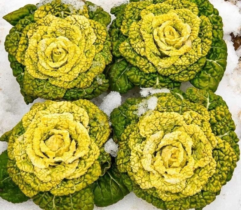 新品雪地金特矮型乌塌菜种子矮脚抗病耐寒黄心乌种籽阳台盆栽