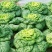 新品雪地金特矮型乌塌菜种子矮脚抗病耐寒黄心乌种籽阳台盆栽