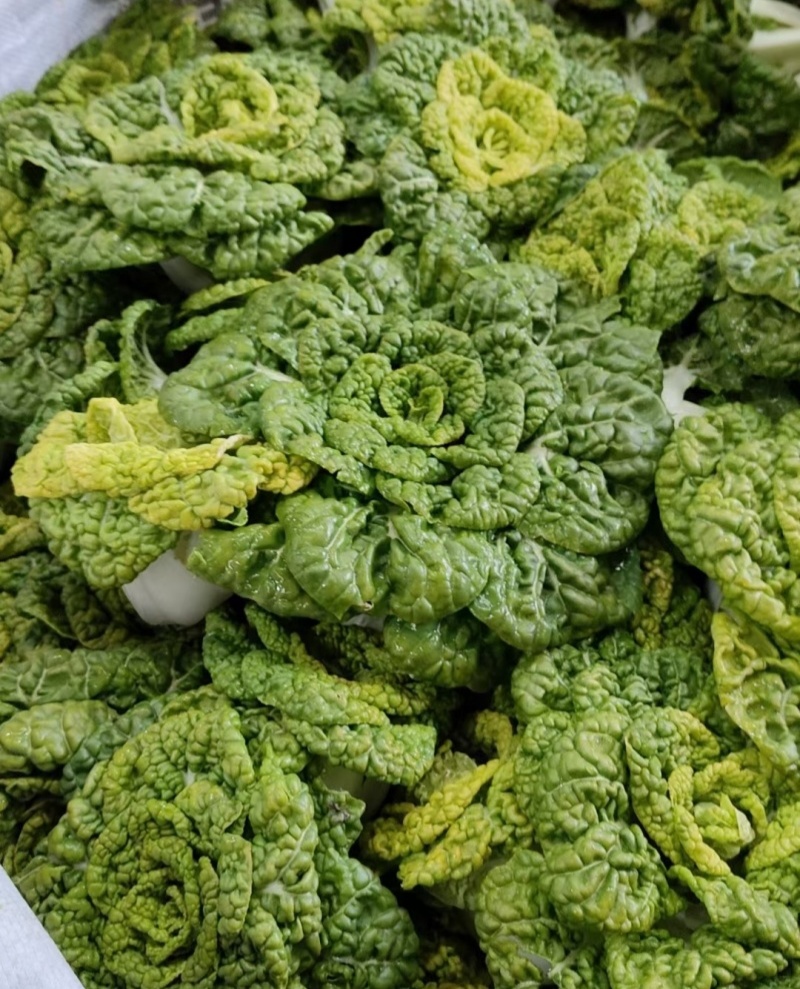 新品雪地金特矮型乌塌菜种子矮脚抗病耐寒黄心乌种籽阳台盆栽