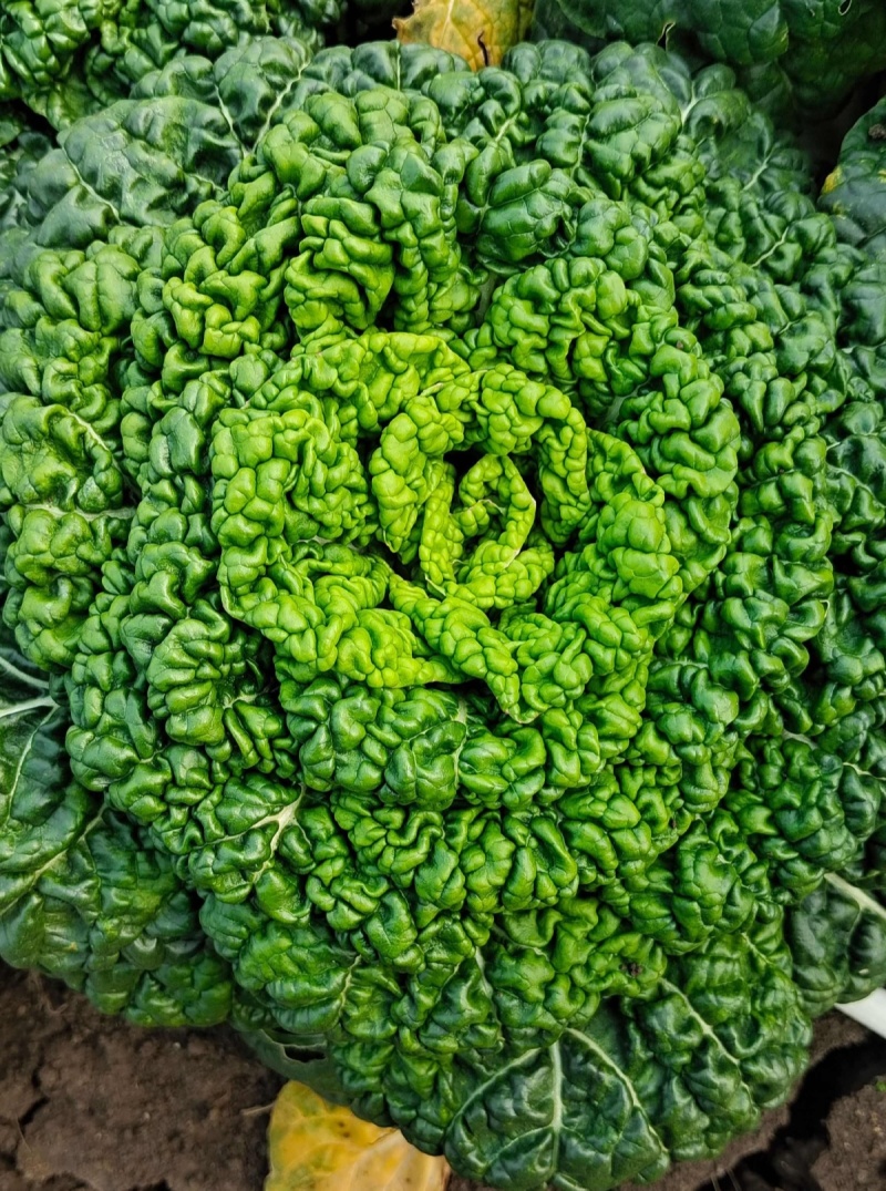 新品雪地金特矮型乌塌菜种子矮脚抗病耐寒黄心乌种籽阳台盆栽