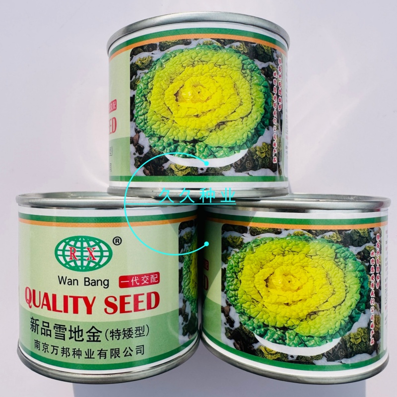 新品雪地金特矮型乌塌菜种子矮脚抗病耐寒黄心乌种籽阳台盆栽