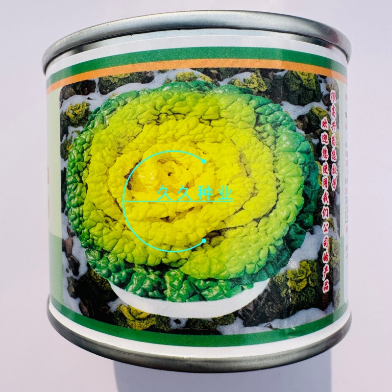新品雪地金特矮型乌塌菜种子矮脚抗病耐寒黄心乌种籽阳台盆栽