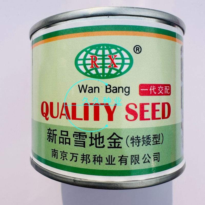 新品雪地金特矮型乌塌菜种子矮脚抗病耐寒黄心乌种籽阳台盆栽