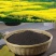 【精品】纯正菜籽油产地直发对接商超电商大量供应