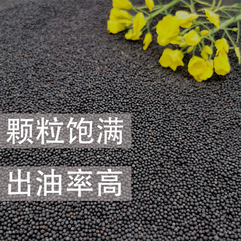 四川广安精品菜籽油精挑细选干净无杂质颗粒饱满质优