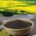 四川广安精品菜籽油精挑细选干净无杂质颗粒饱满质优