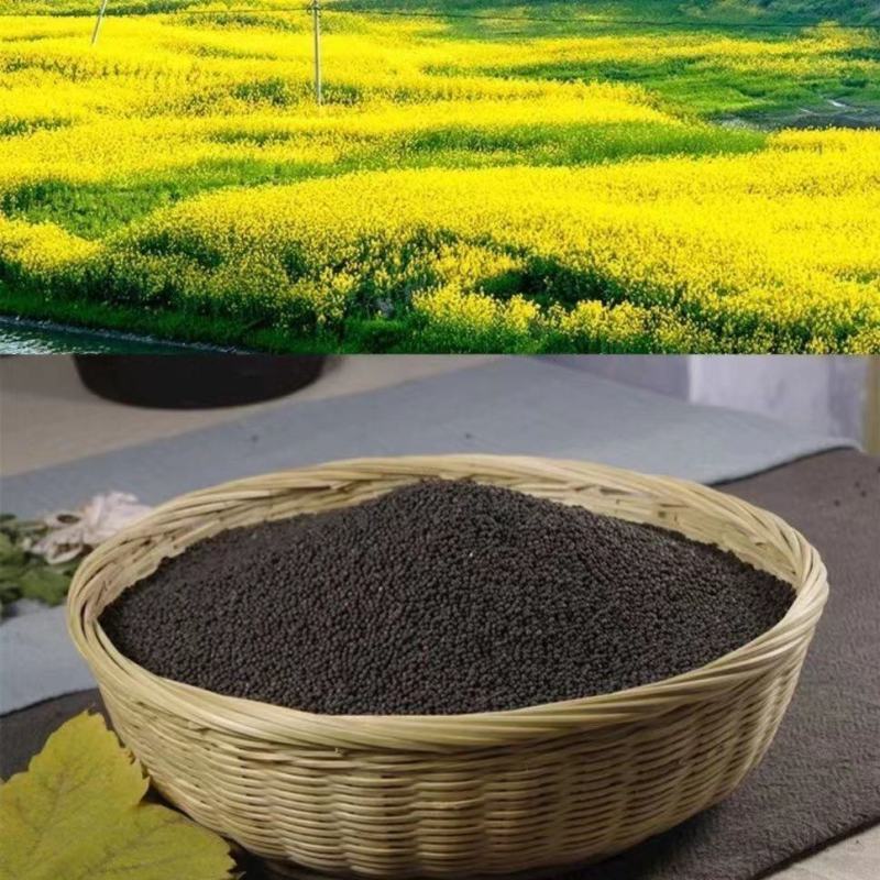 四川广安精品菜籽油精挑细选干净无杂质颗粒饱满质优