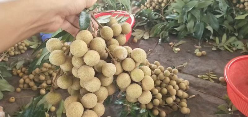 为您带来广东茂名高州龙眼。作为热带水果中的佼佼者，