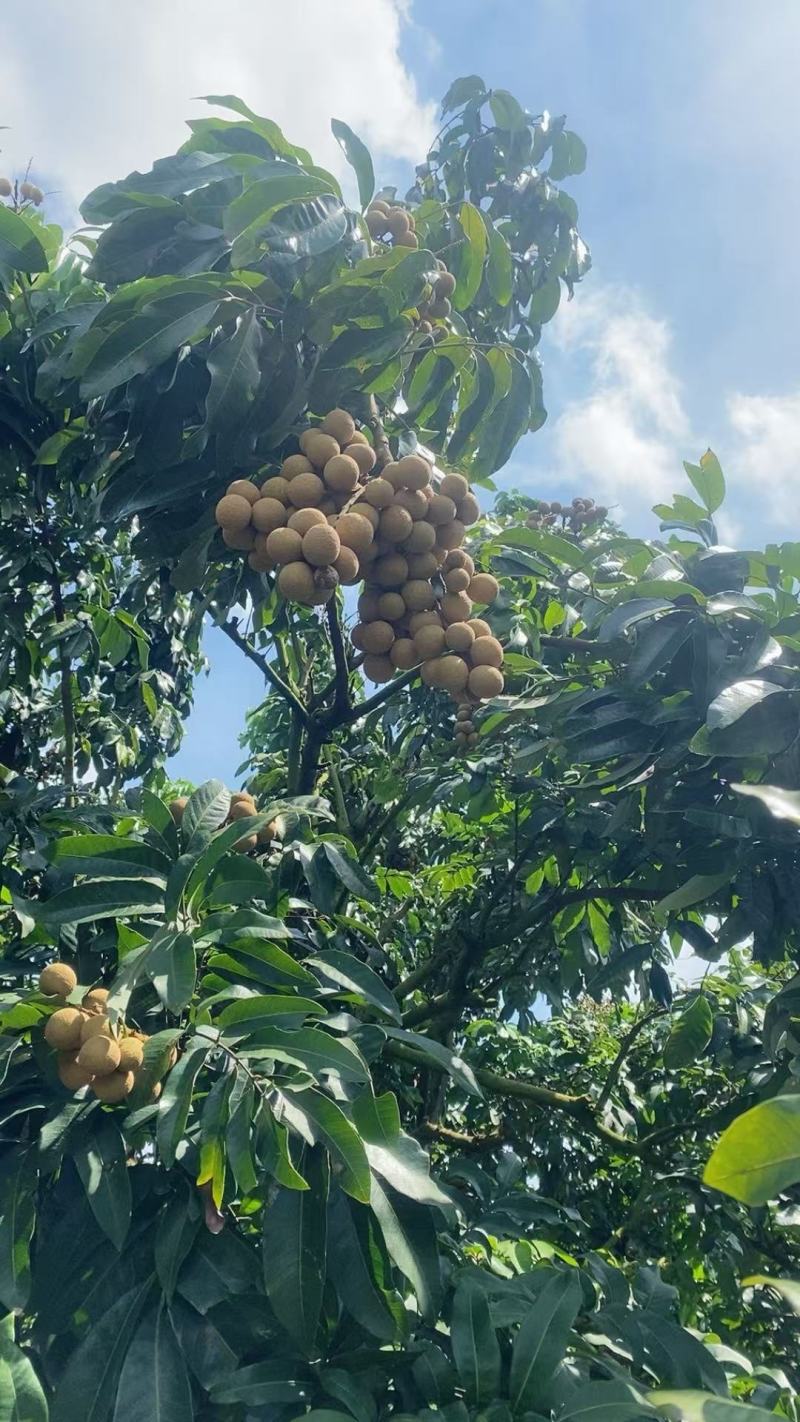 为您带来广东茂名高州龙眼。作为热带水果中的佼佼者，