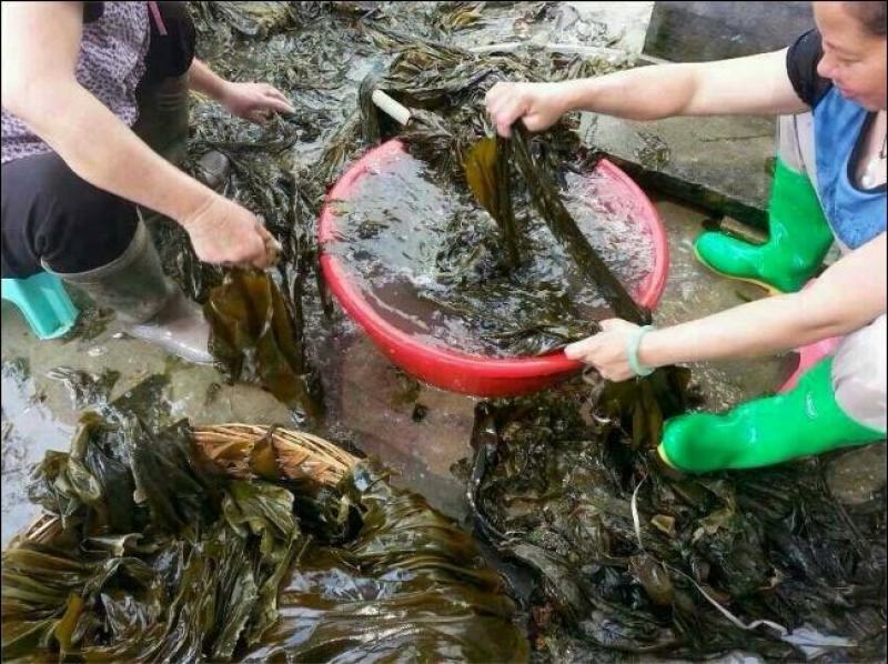 水洗海带团海带捆海带球海带皮海带干海带卷海带产地直接发货