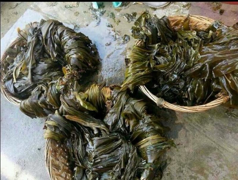 水洗海带团海带捆海带球海带皮海带干海带卷海带产地直接发货