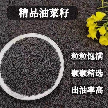 【牛商优选】精品油菜籽大量供应一手货源视频看货