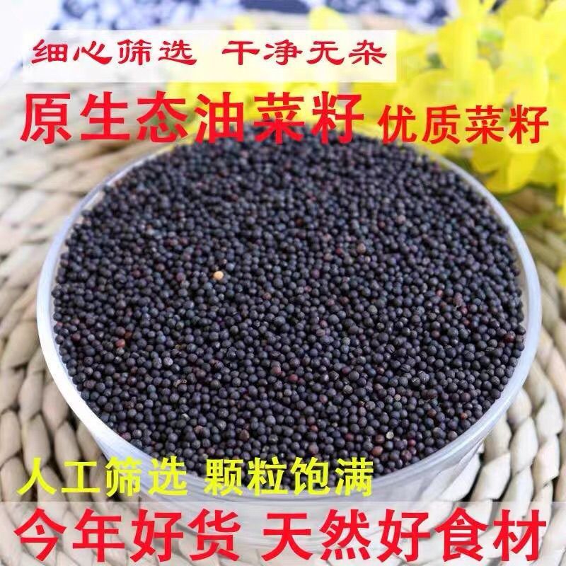 【牛商优选】精品油菜籽大量供应一手货源视频看货