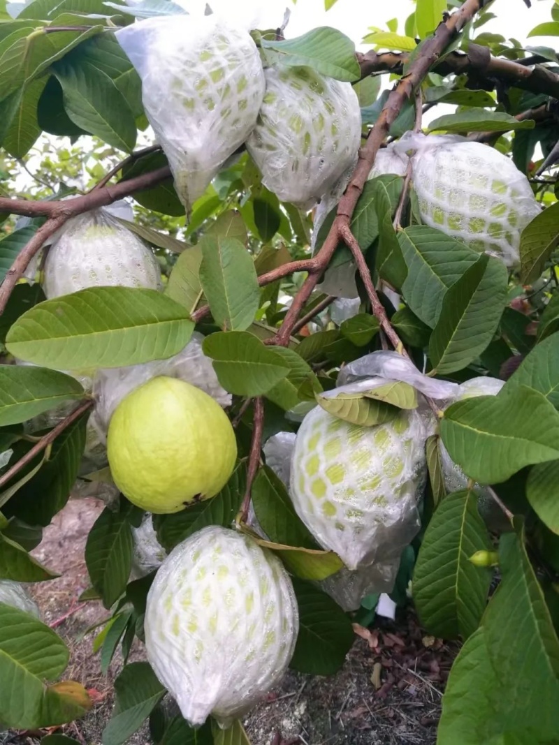 湛江红心番石榴，白心番石榴，大量上市一手货源视频看货