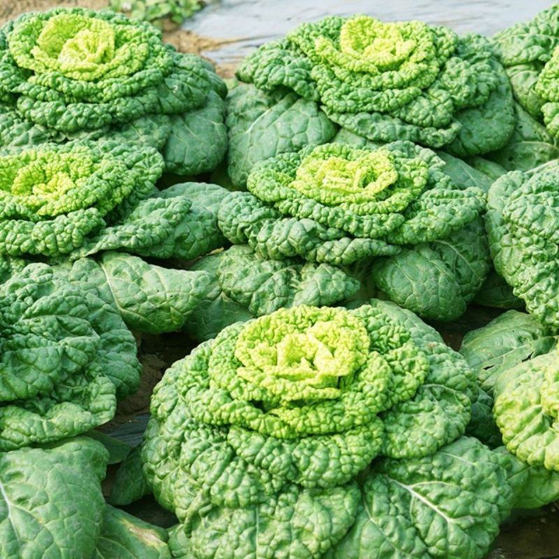 墨地金乌塌菜种子白菜黄心乌秋冬季播种菜籽种小八叶黑菜
