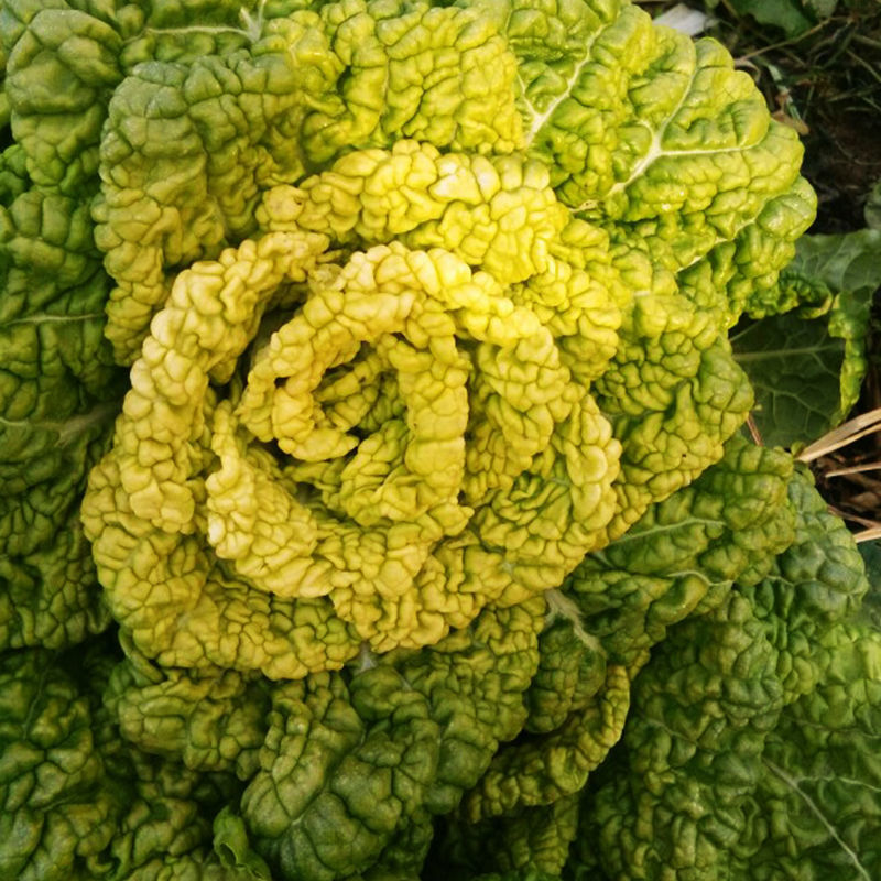 墨地金乌塌菜种子白菜黄心乌秋冬季播种菜籽种小八叶黑菜