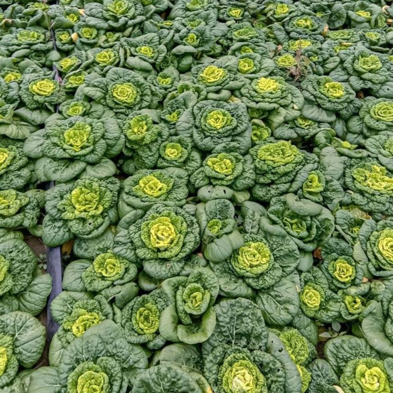 墨地金乌塌菜种子白菜黄心乌秋冬季播种菜籽种小八叶黑菜