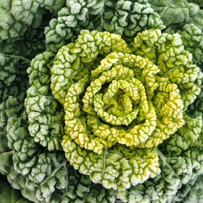 墨地金乌塌菜种子白菜黄心乌秋冬季播种菜籽种小八叶黑菜