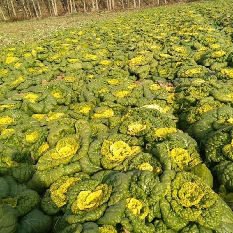 墨地金乌塌菜种子白菜黄心乌秋冬季播种菜籽种小八叶黑菜