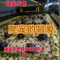 油葫芦蟋蟀\山东菏泽牡丹区\对接全国采购商