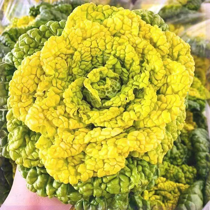 万邦冬美乌塌菜种子乌塔菜蔬菜种孑耐寒秋季四季播菜种盆