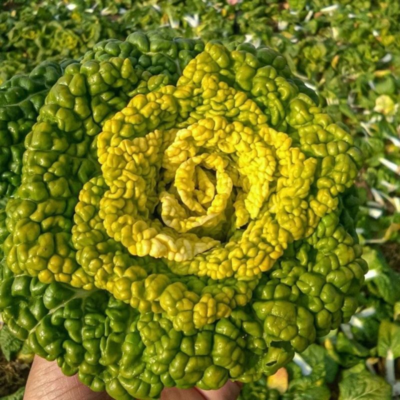 万邦冬美乌塌菜种子乌塔菜蔬菜种孑耐寒秋季四季播菜种盆