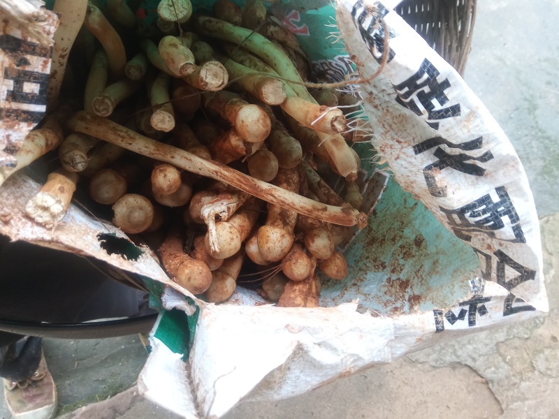 鸡枞菌